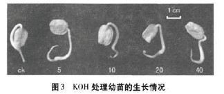 ͼ3 KOH