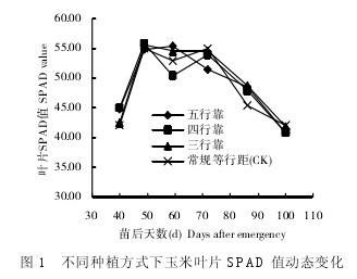 图1 不同种植方式下玉米叶片SPAD值动态变化