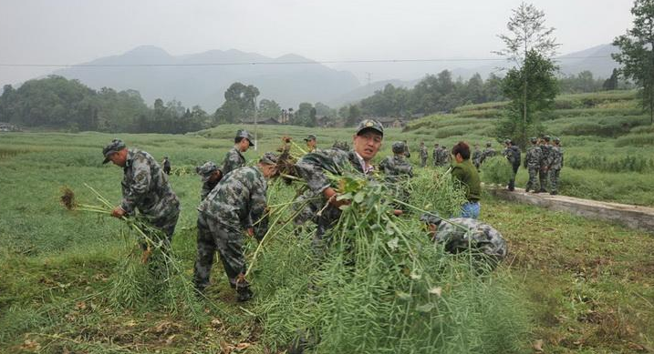官兵帮助受灾群众收割油菜籽